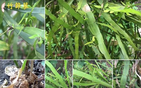 地下莖植物有哪些|地下莖 – 生態 ∫環境 ∫文化